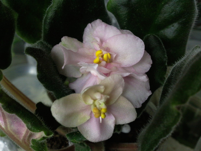 Heartland"s Lime Sherbeth