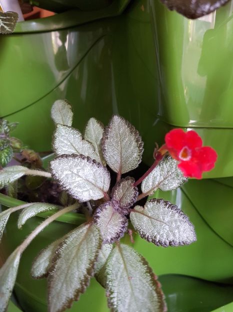  - Episcia 2019