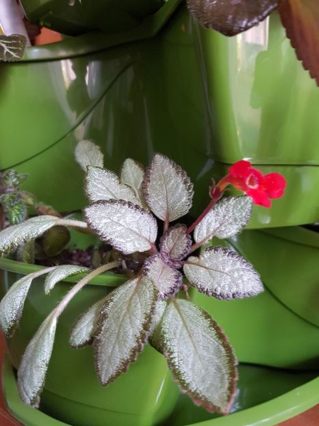  - Episcia 2019