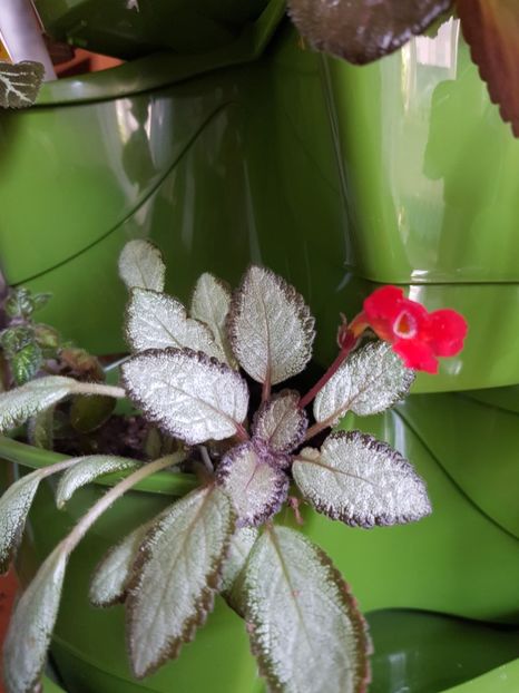  - Episcia 2019