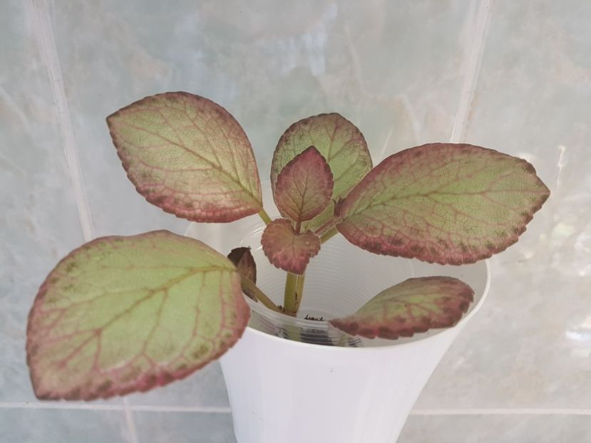  - Episcia 2019