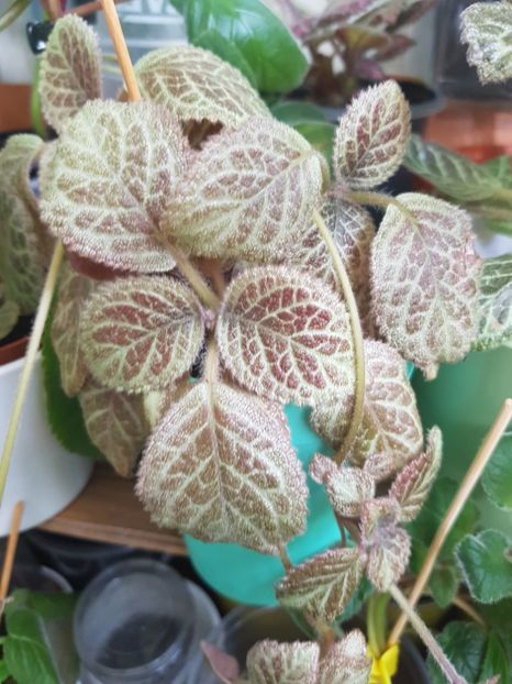  - Episcia 2019