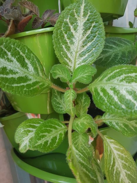  - Episcia 2019