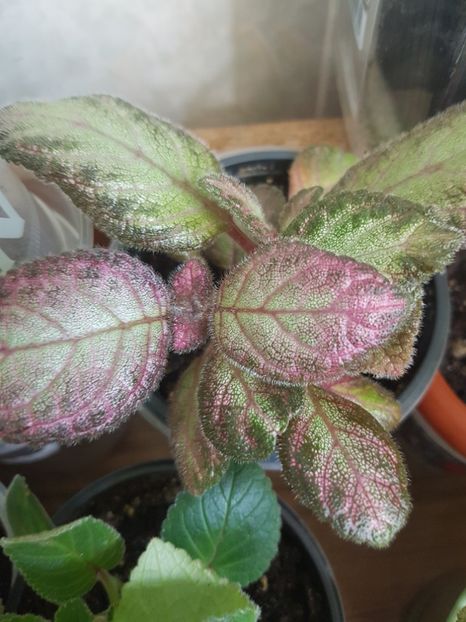  - Episcia 2019