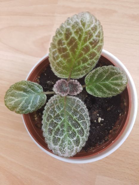  - Episcia 2019