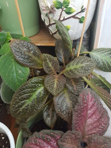  - Episcia 2019