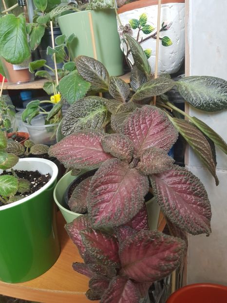  - Episcia 2019