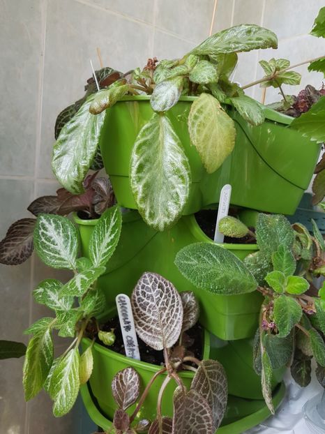  - Episcia 2019