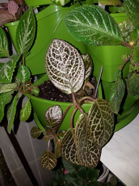  - Episcia 2019