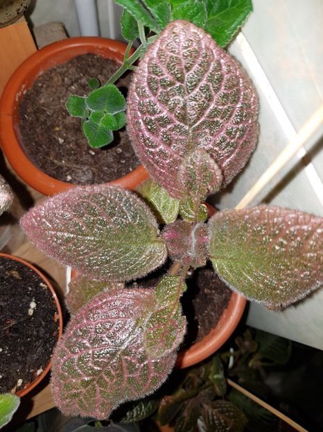  - Episcia 2019