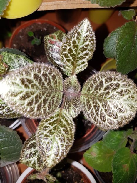  - Episcia 2019