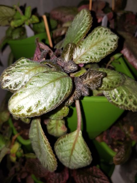  - Episcia 2019