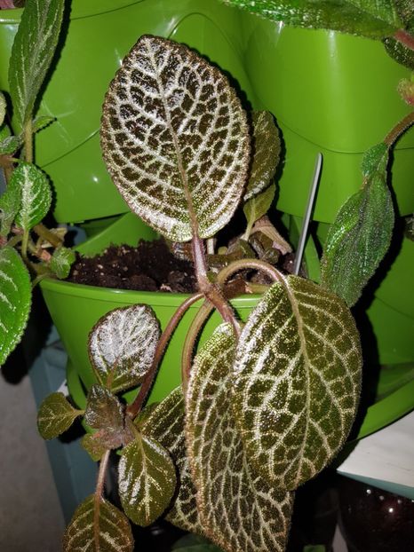  - Episcia 2019