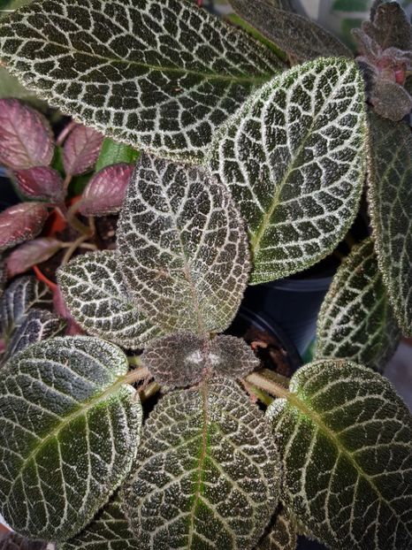  - Episcia 2019