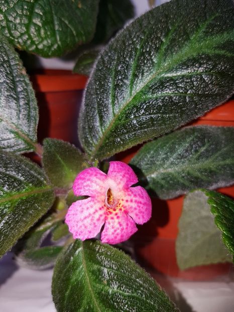  - Episcia 2019