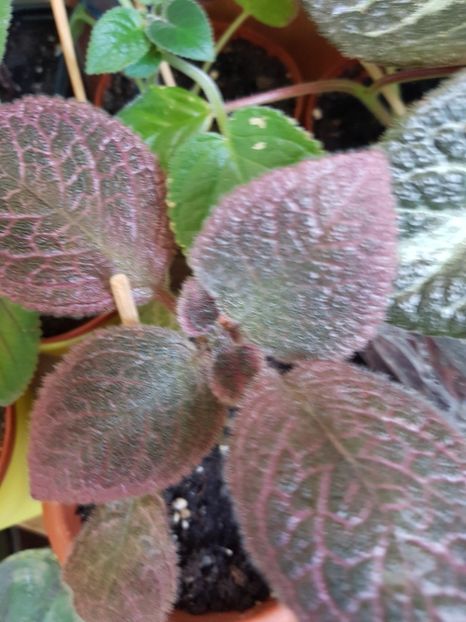  - Episcia 2019