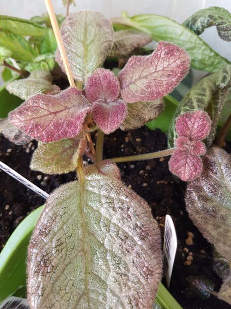  - Episcia 2019