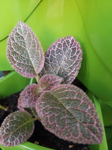  - Episcia 2019
