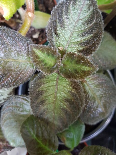  - Episcia 2019