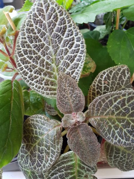  - Episcia 2019
