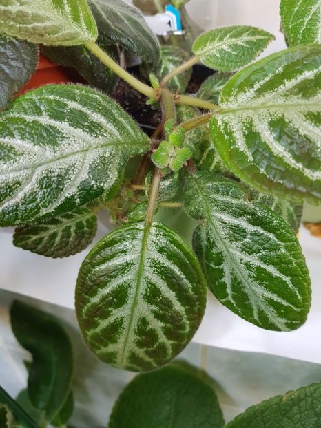  - Episcia 2019