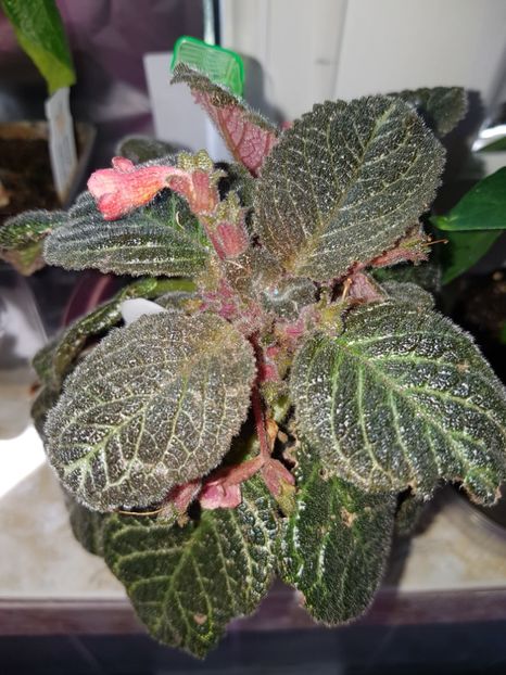  - Episcia 2019