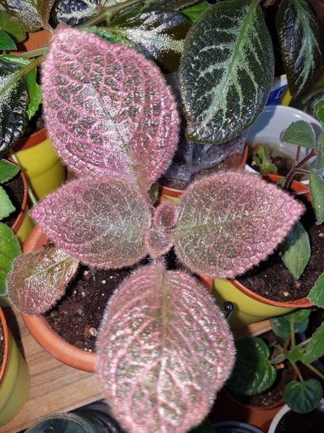  - Episcia 2019