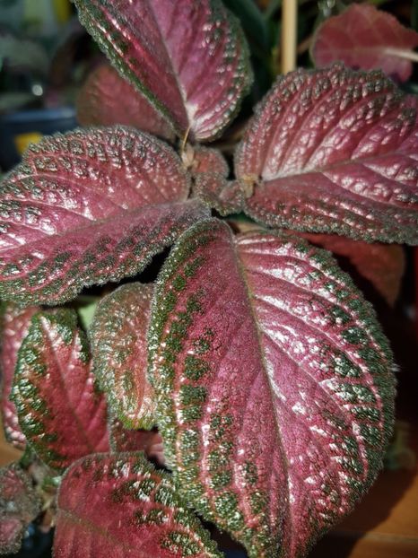  - Episcia 2019