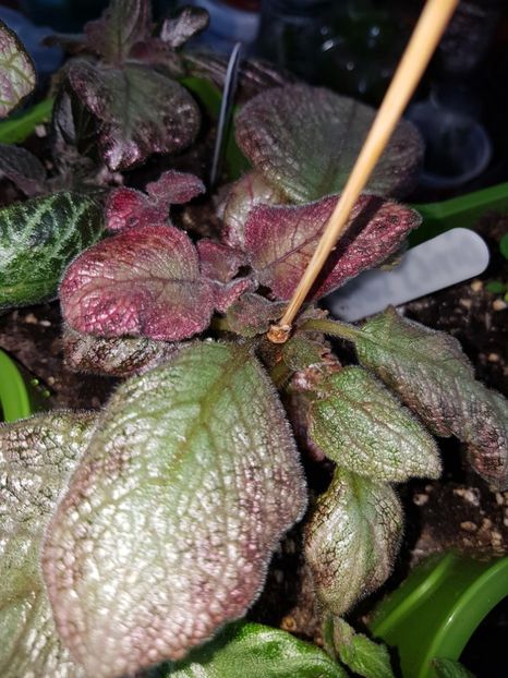  - Episcia 2019