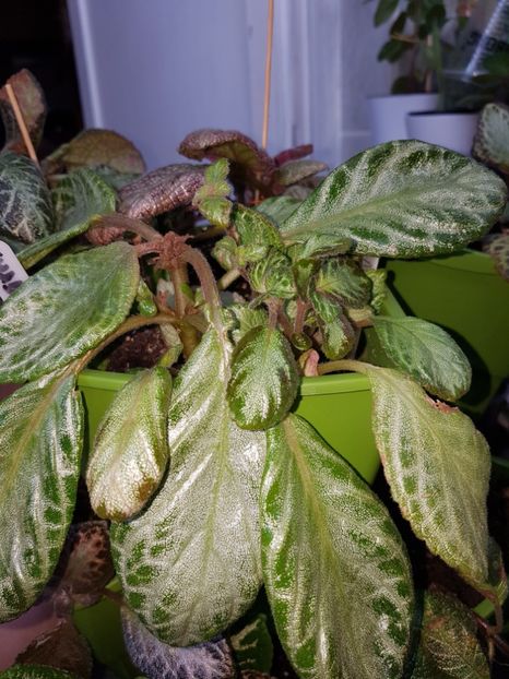  - Episcia 2019