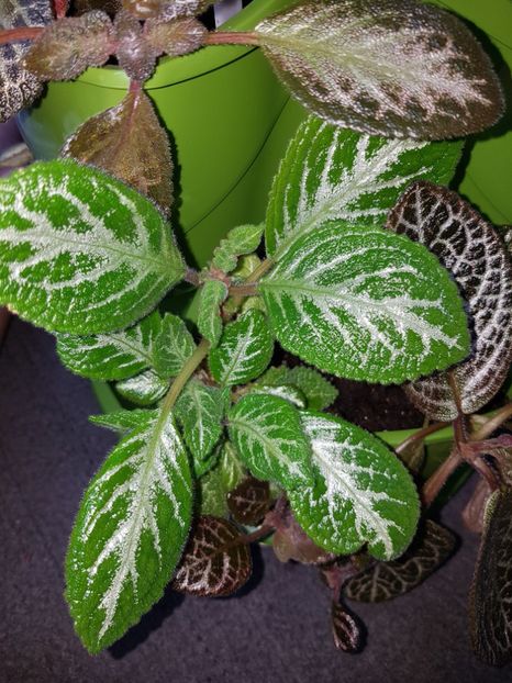  - Episcia 2019