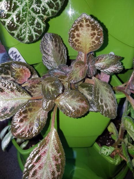  - Episcia 2019