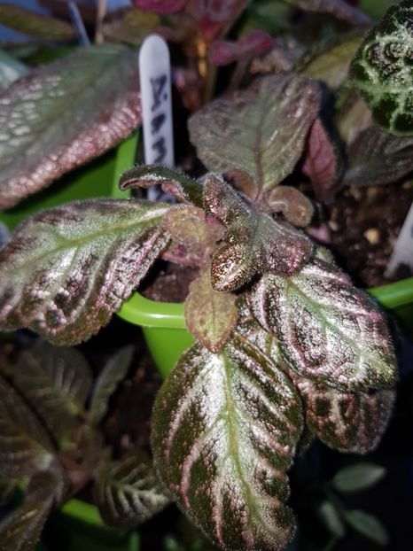  - Episcia 2019