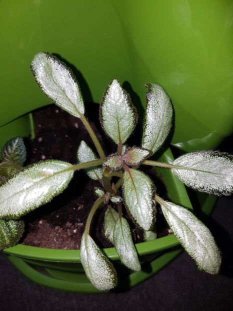  - Episcia 2019