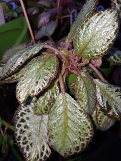  - Episcia 2019