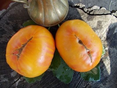  - SEMINTE ROSII - T 311 BURAKER S FAVORITE