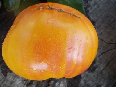  - SEMINTE ROSII - T 311 BURAKER S FAVORITE