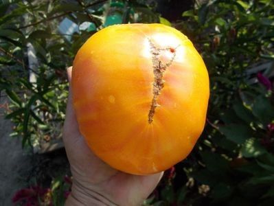  - SEMINTE ROSII - T 311 BURAKER S FAVORITE