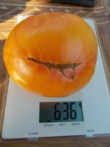  - SEMINTE ROSII - T 311 BURAKER S FAVORITE