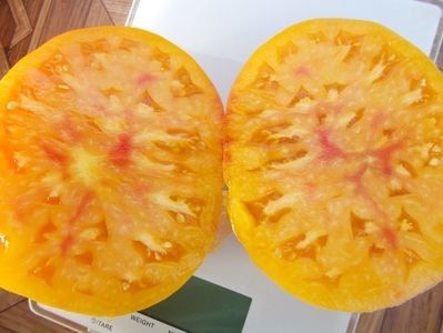  - SEMINTE ROSII - T 311 BURAKER S FAVORITE