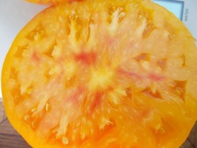  - SEMINTE ROSII - T 311 BURAKER S FAVORITE