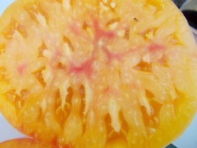  - SEMINTE ROSII - T 311 BURAKER S FAVORITE