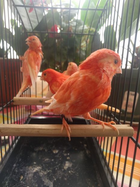  - 00 Canari de culoare