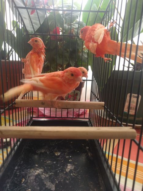  - 00 Canari de culoare