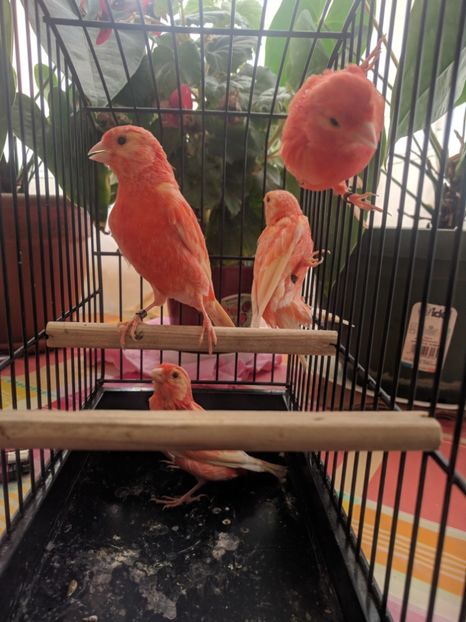  - 00 Canari de culoare