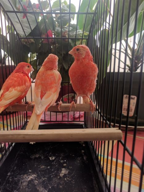  - 00 Canari de culoare
