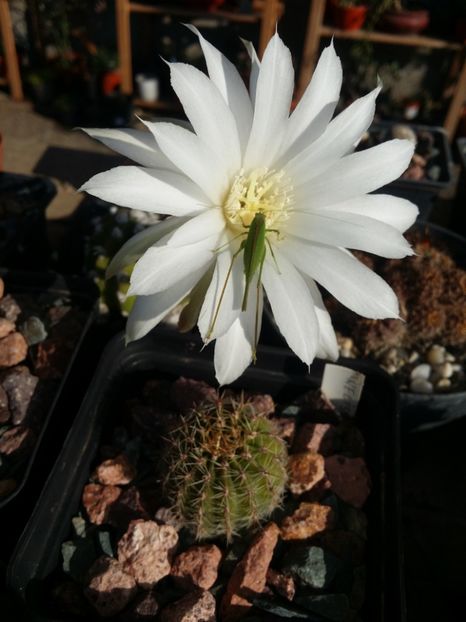  - cactusi 2019