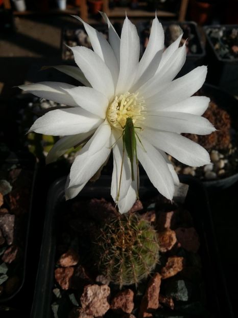  - cactusi 2019