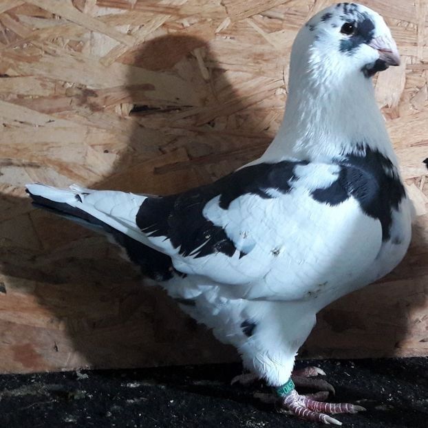  - 3---AGH DAȚI 2019 - 2025