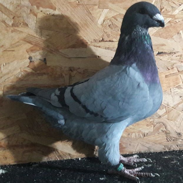  - 3---AGH DAȚI 2019 - 2025